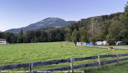 Bild: Campingplatz Schloss Aigen in sch&ouml;ner Umgebung. Gelegentlich kommen sogar K&uuml;he zu Besuch.